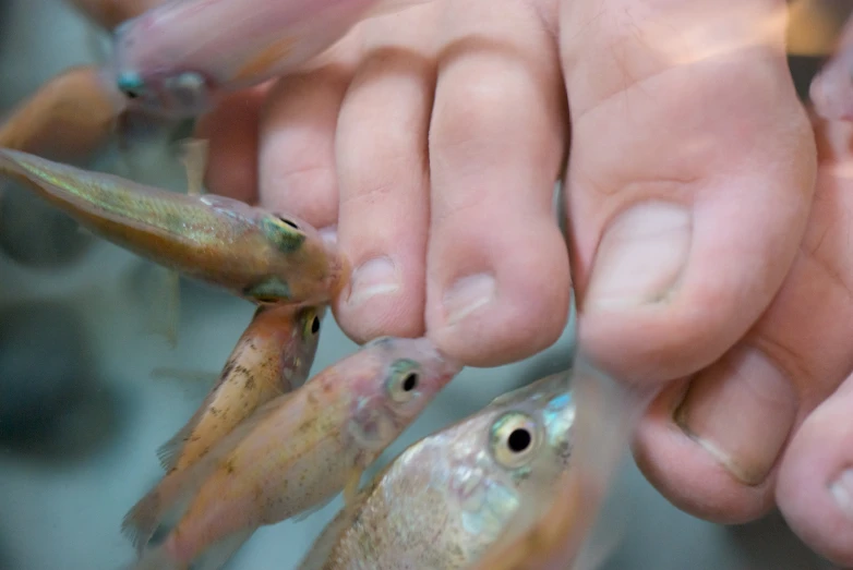 many different colored fish being held together by a human hand