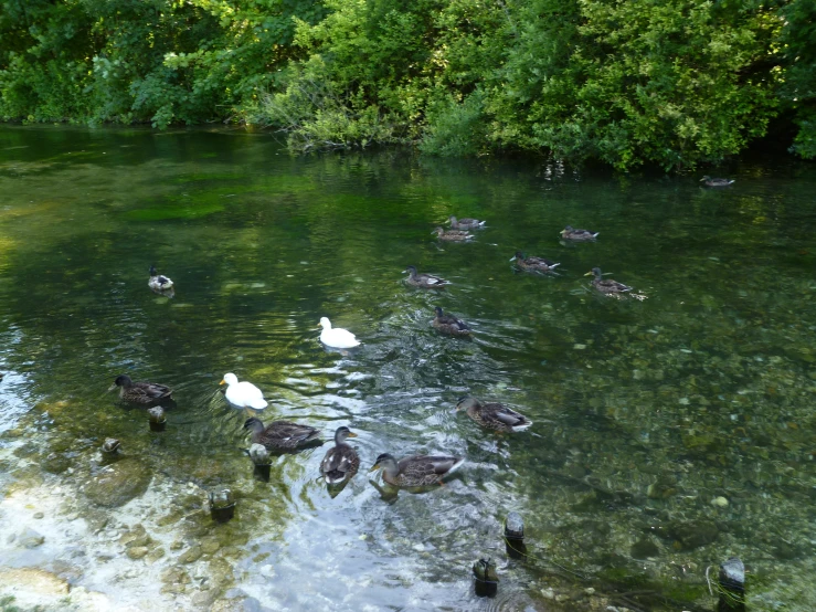 there are some ducks and ducks swimming in the river