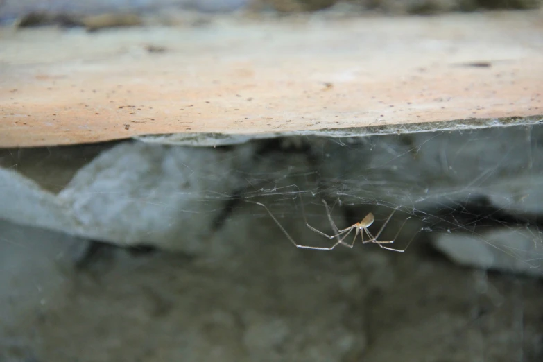 a spider is crawling on the corner of a wooden surface