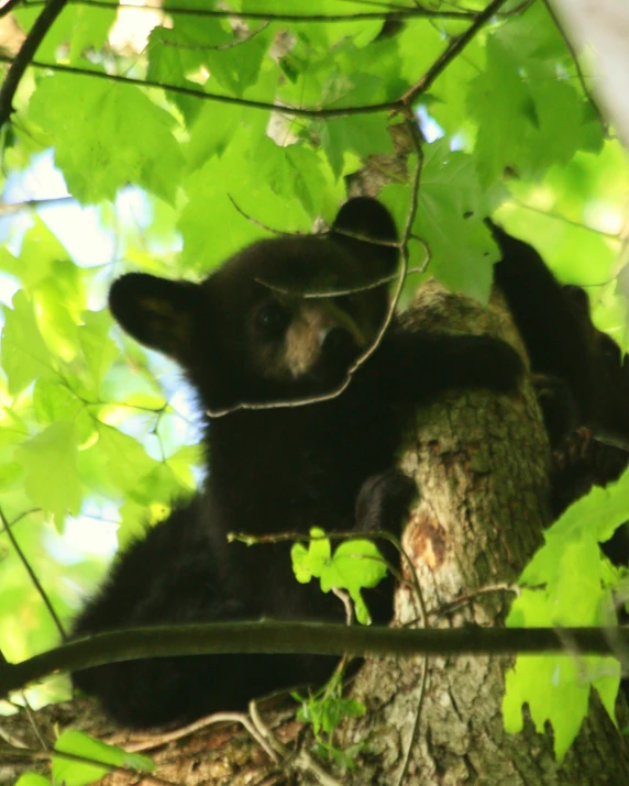 a baby bear sleeping in the nches of a tree