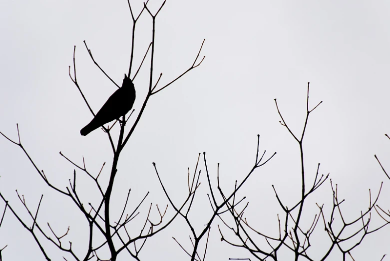 a black bird sits in a tree that no one has yet seen