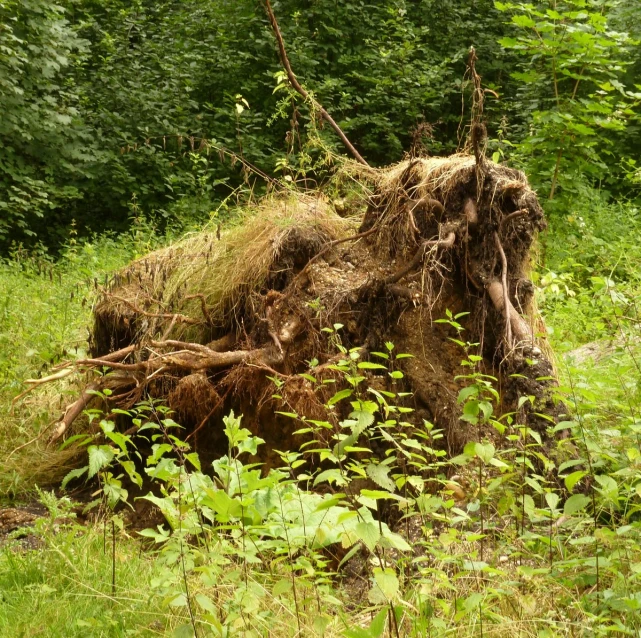 a tree stump that is growing in some grass