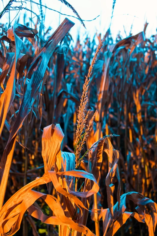 a plant that is standing in the middle of a field