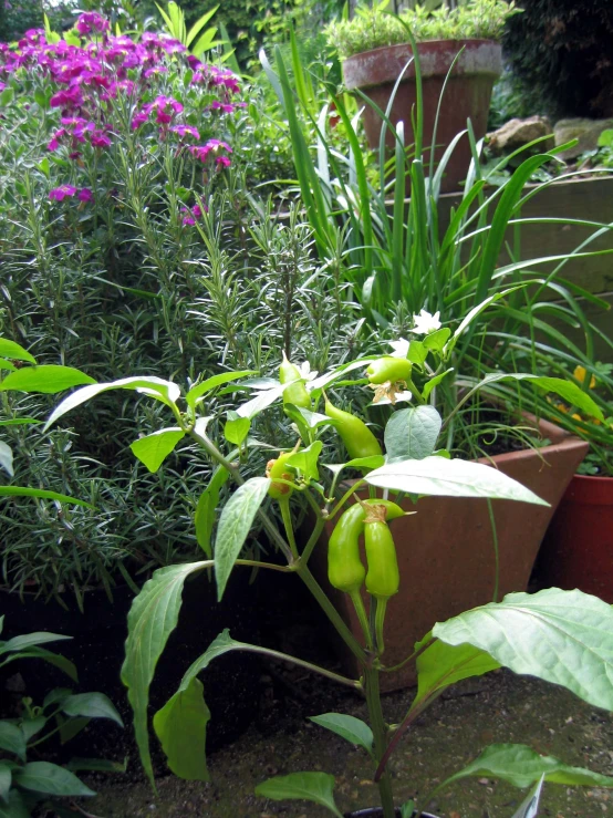 some big potted plants and some flowers