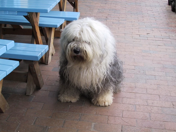 the big gy dog is standing near benches