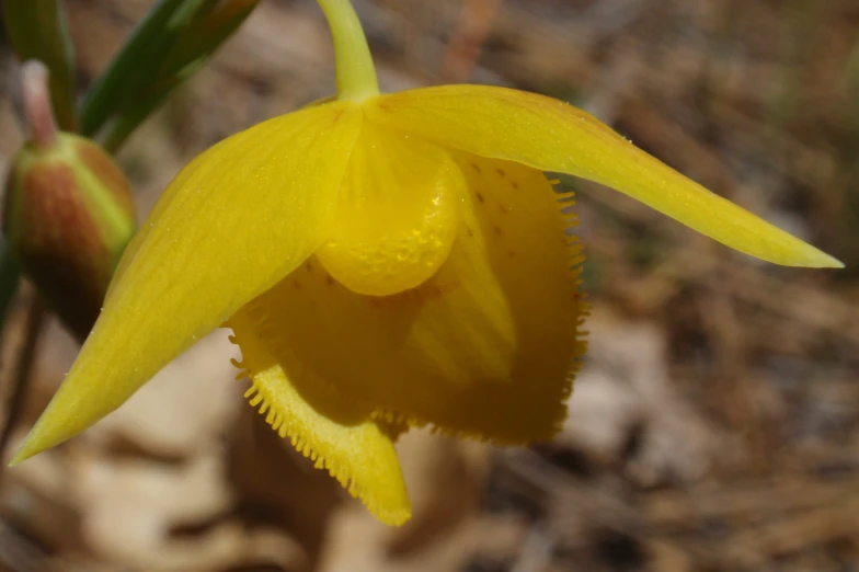 an image of a yellow flower with leaves