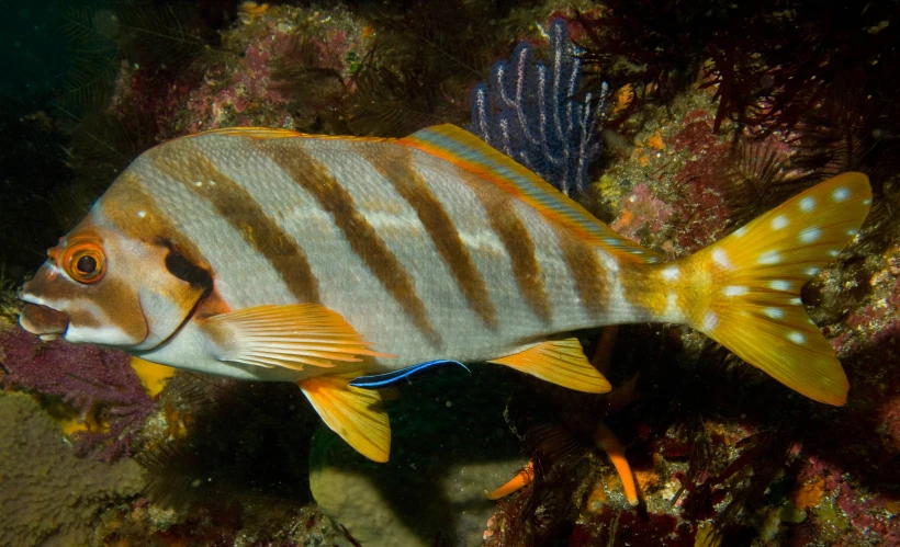 a gold and white fish swims through colorful coral reefs