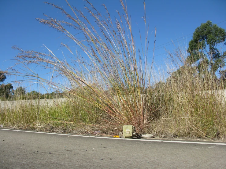 there is a tall bush with long brown stems near the road