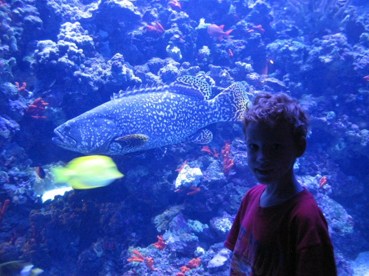 a  stands by a fish in an aquarium