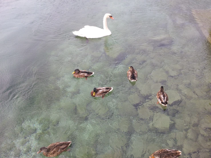 group of ducks and three swans swimming on a lake