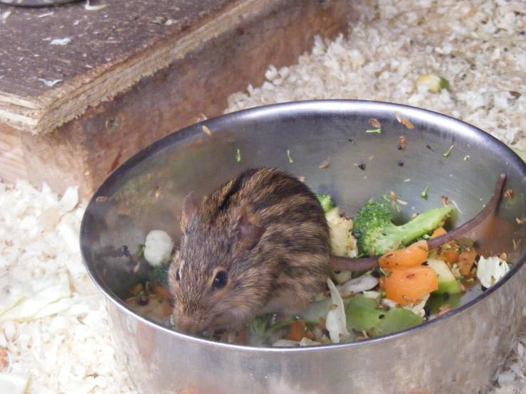 a baby mouse sits in a metal bowl filled with food