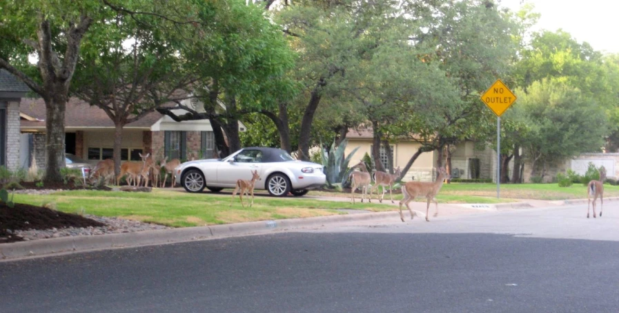 a white car parked in front of two deer