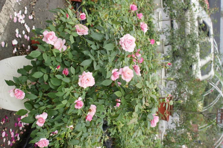 flowers growing in an open air flowerpot