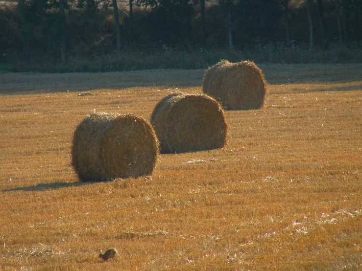 three bales in a field at the edge of a path