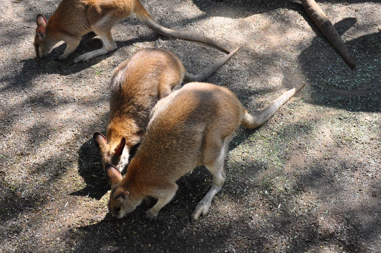 two kangaroos near one another on the ground