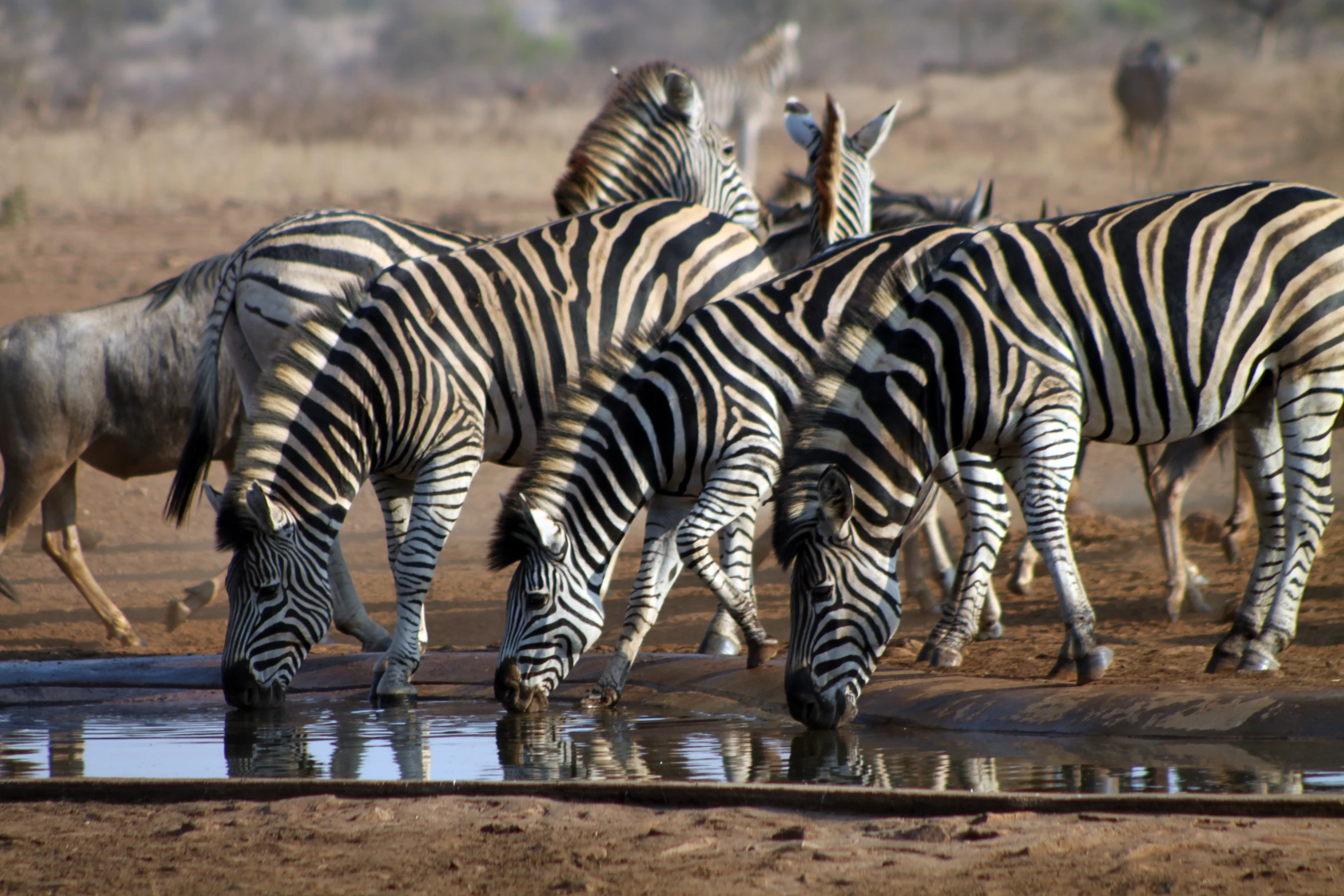 a group of zes drinks water from a small dle