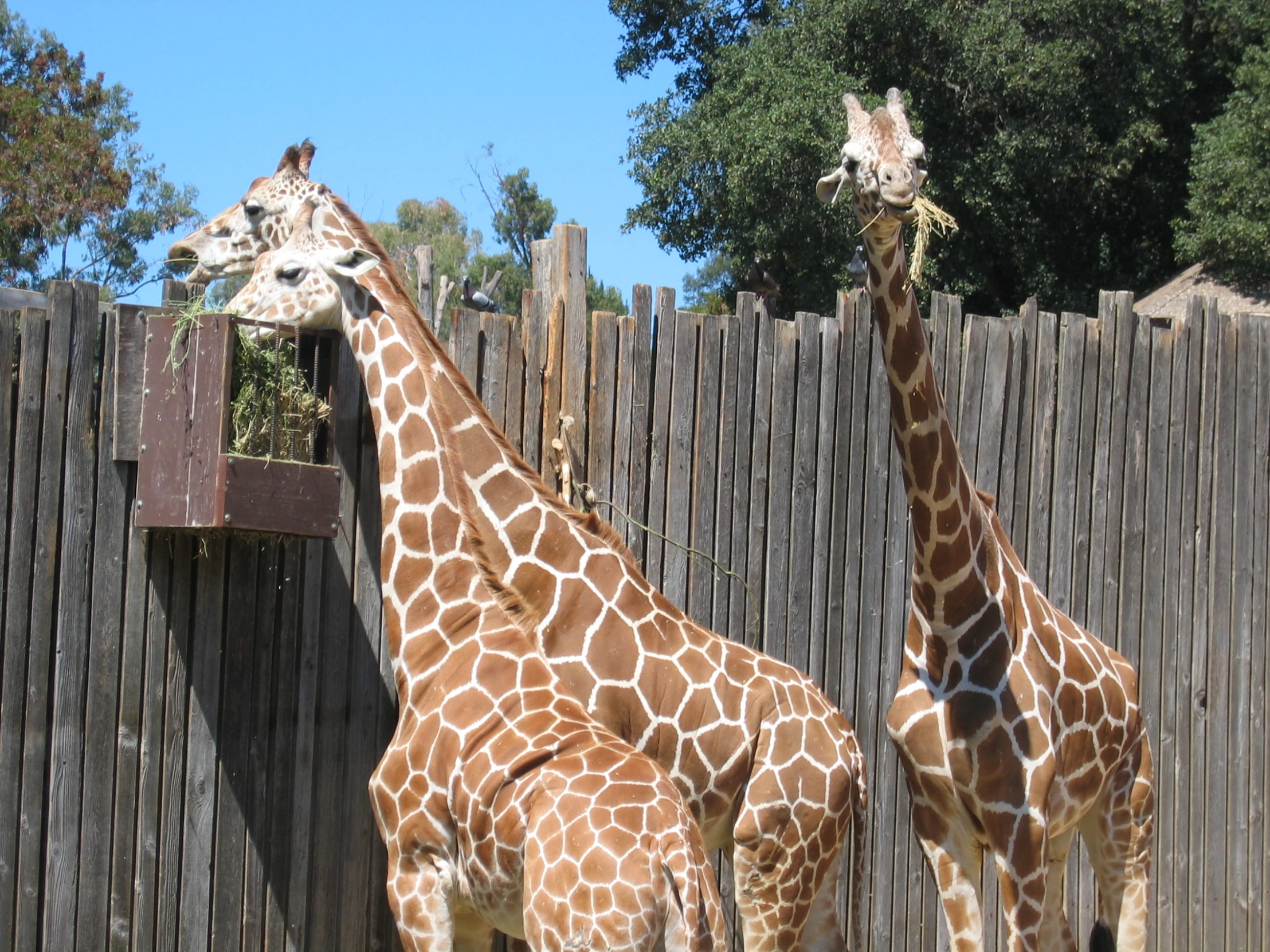 three giraffes are standing in an enclosed pen