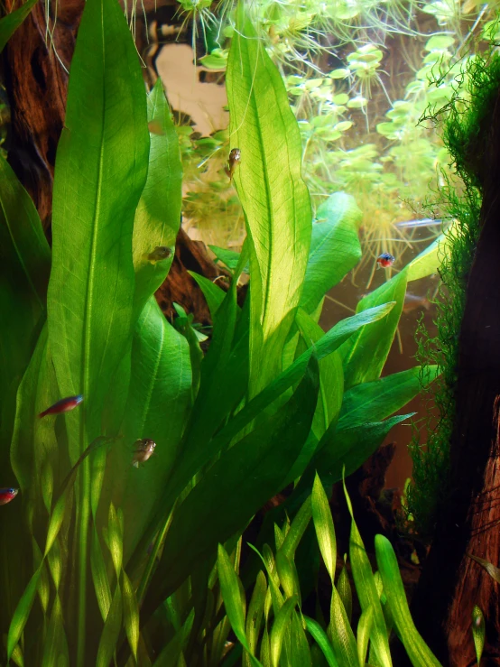 close up view of a leafy plant in the water