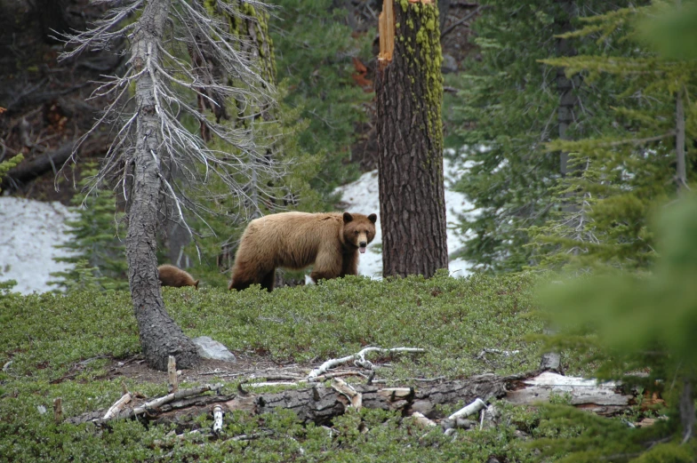 a brown bear walking in a forest next to trees