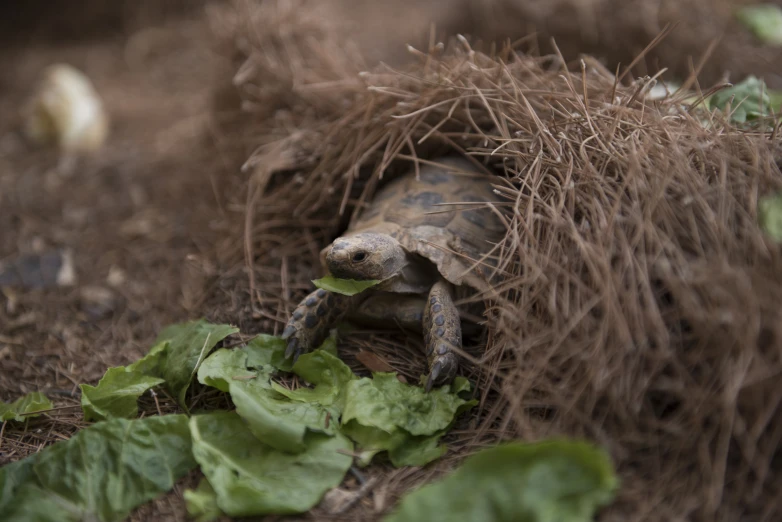 a small tortoise crawling out of its hole