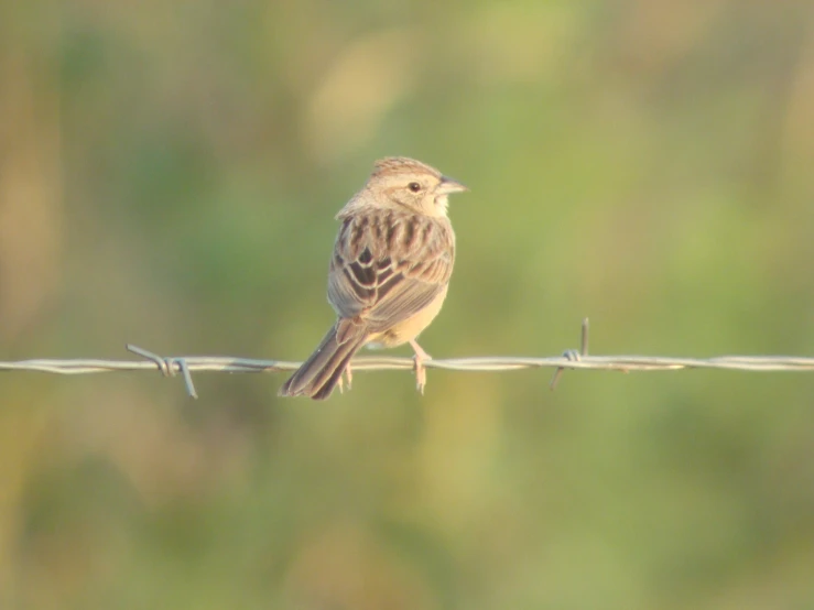 a small bird on a wire on the fence