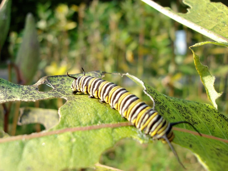 a caterpillar on a large leaf of green plants