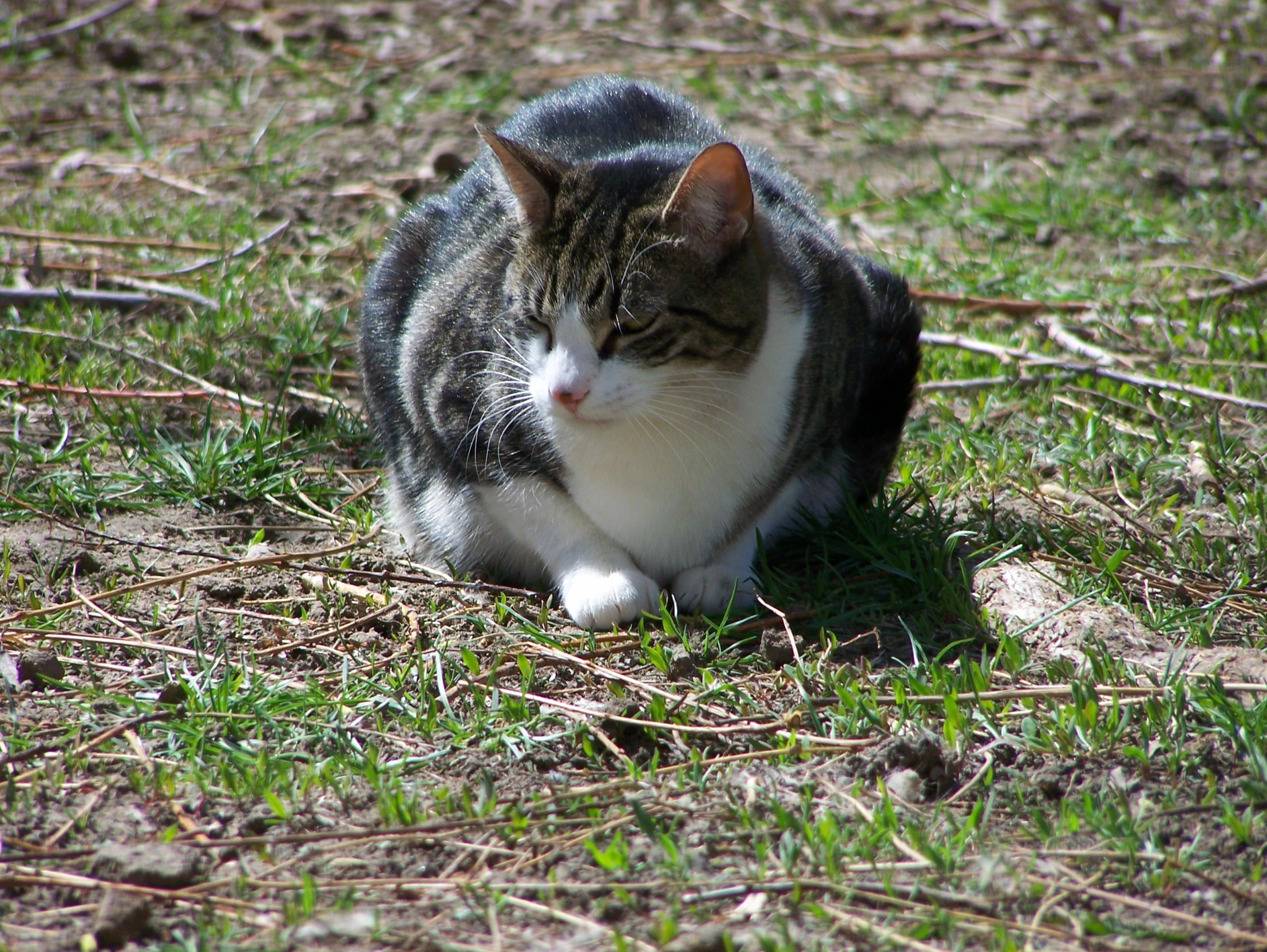 a cat with a white face and tail sitting in a field