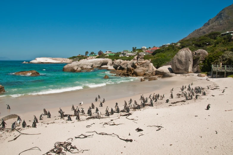 an image of penguin penguins walking on beach