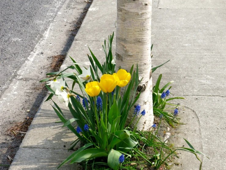 yellow flowers and bluebells are in a tree at the edge of a street