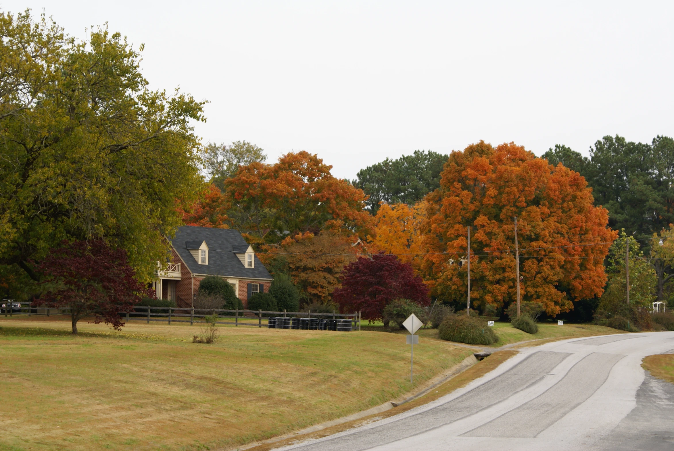 a country road with a grassy field and lots of trees