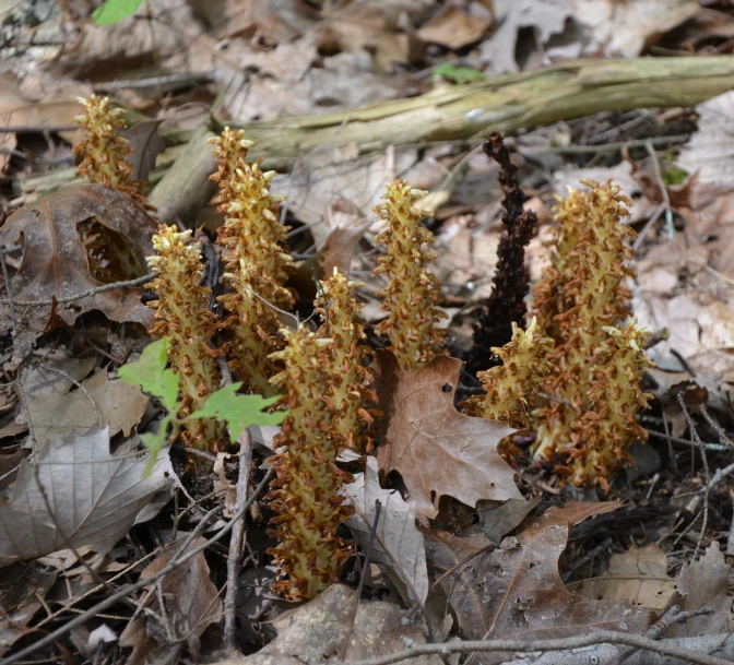 small plants growing in the forest near leaves
