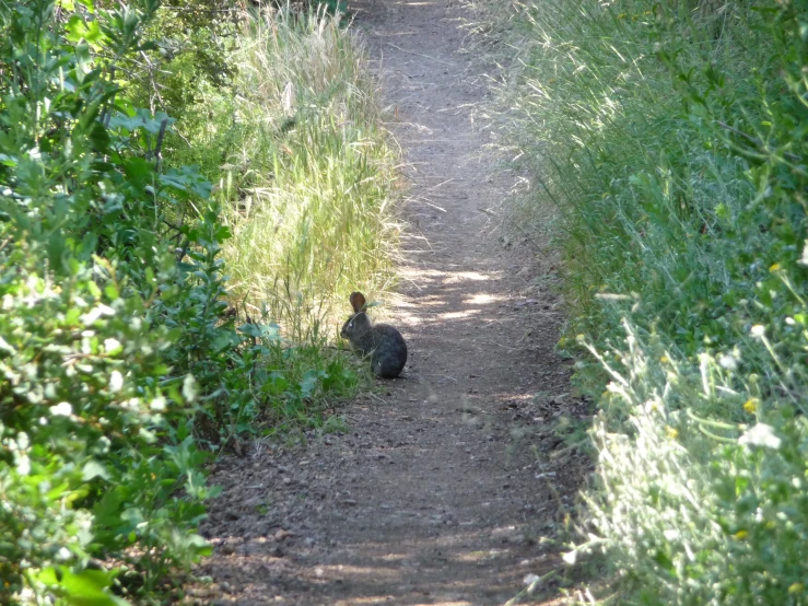 a black bird sitting on a dirt road