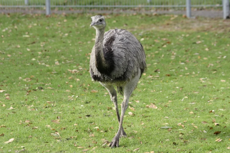 an ostrich standing in the middle of a field