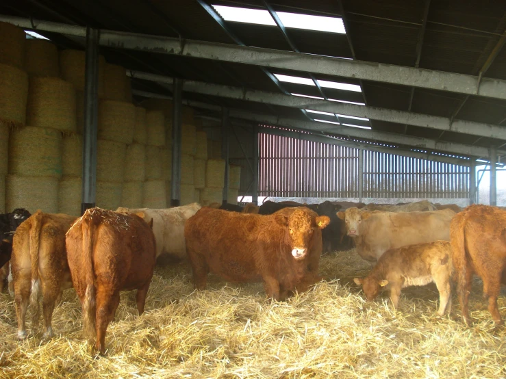 cows and calves standing in a barn covered with hay