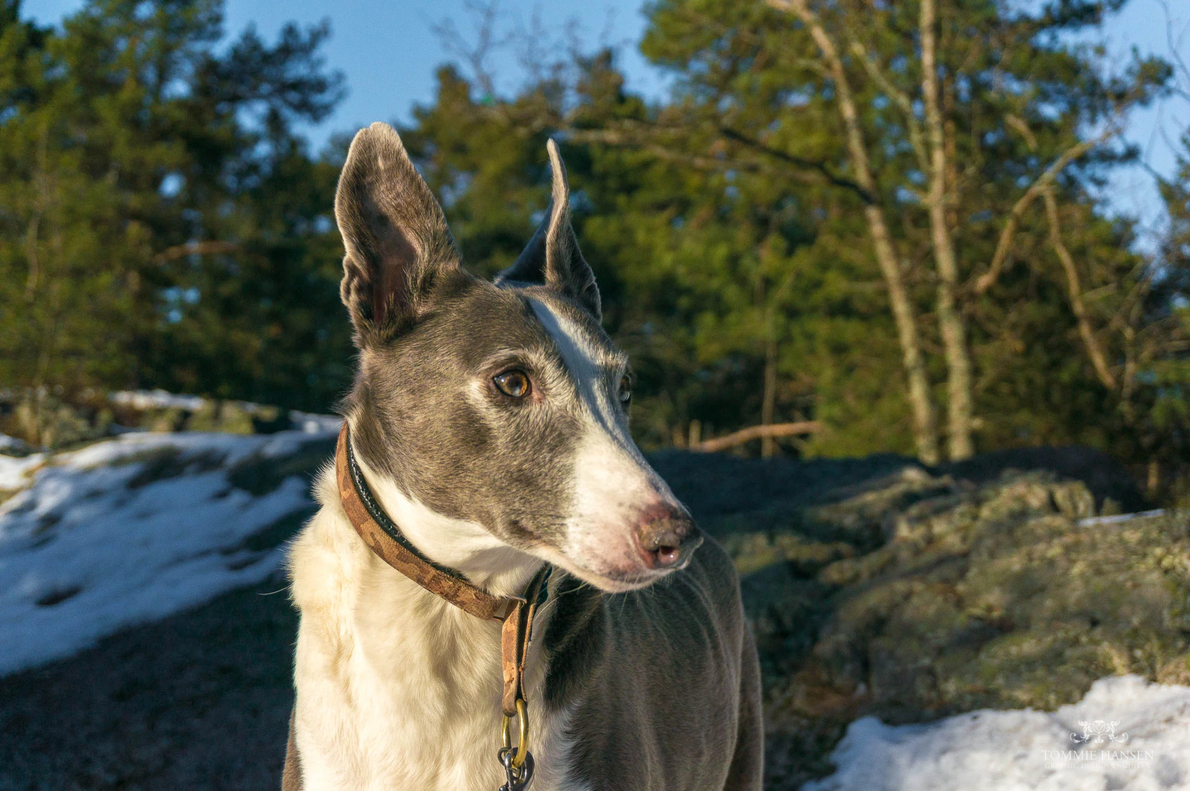 a dog looks out into the distance in snow