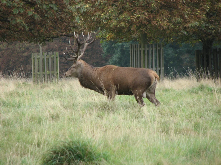 an elk walking through some tall grass