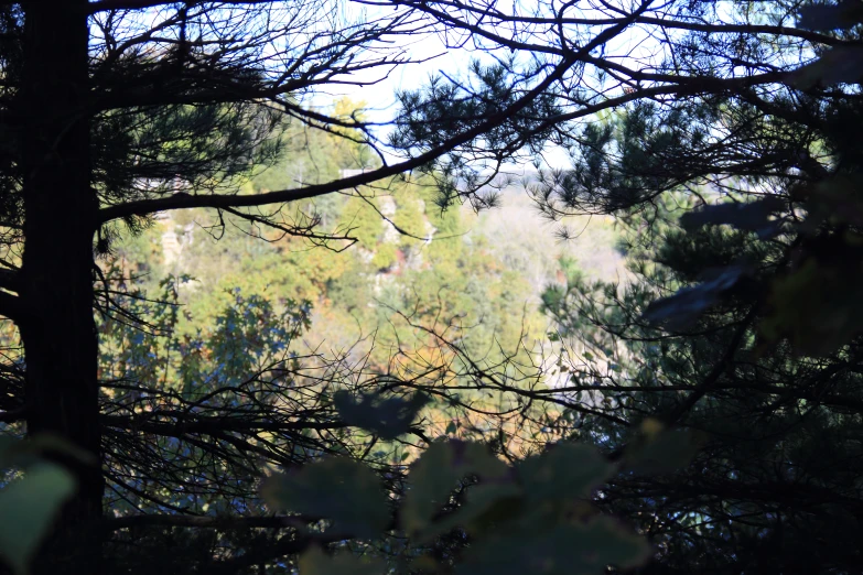 a view from the bottom of a tree looking over a forest