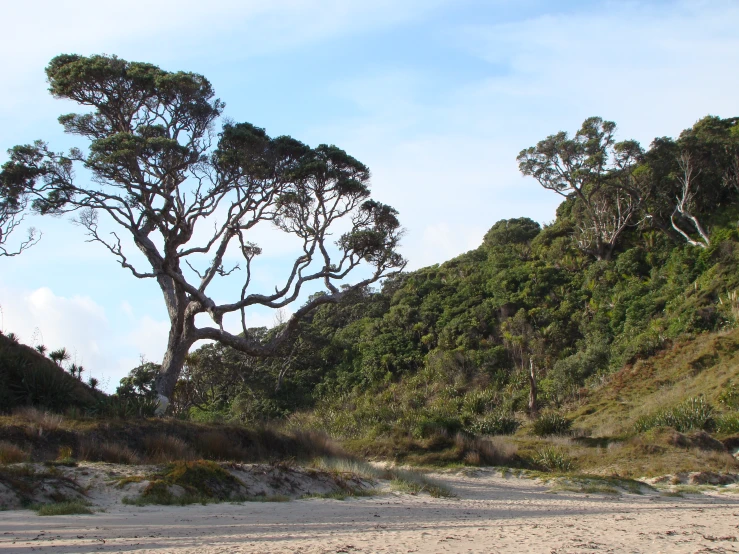 a lone tree stands among a hill top