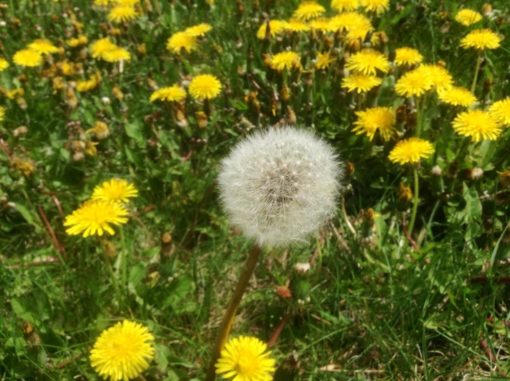 some dandelion in a grassy field filled with green grass