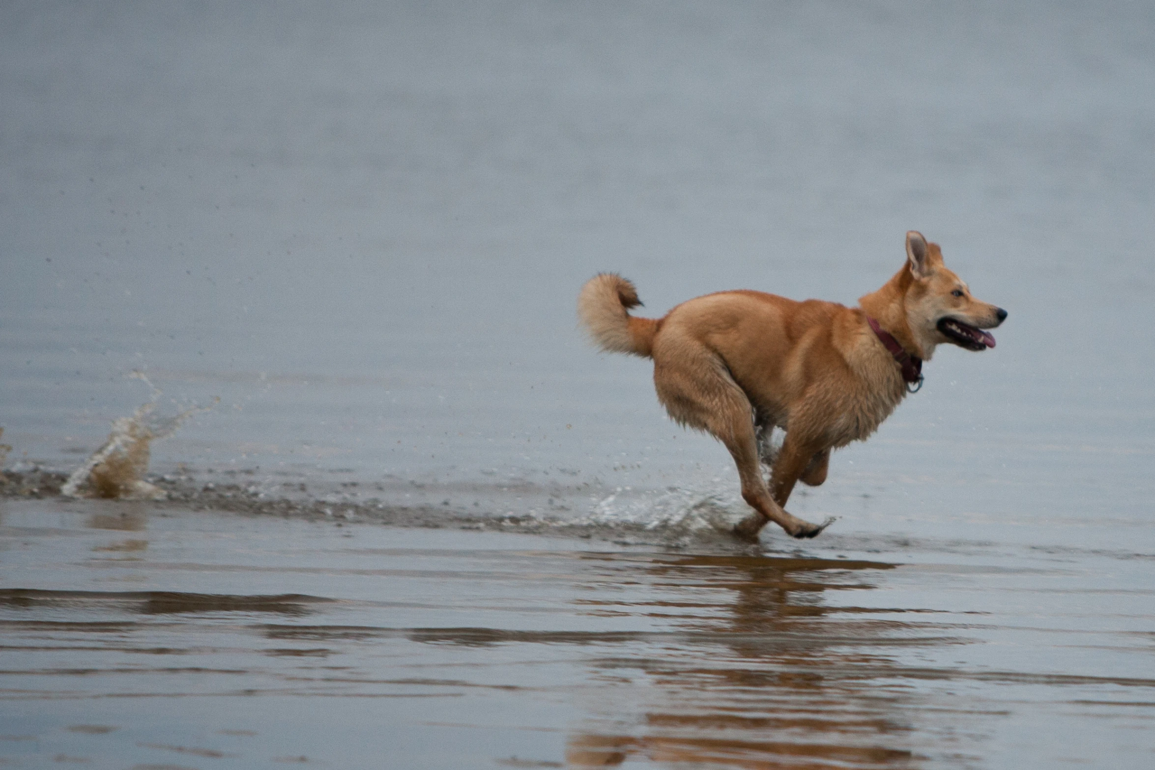 a dog walking across a river next to a sandy shore