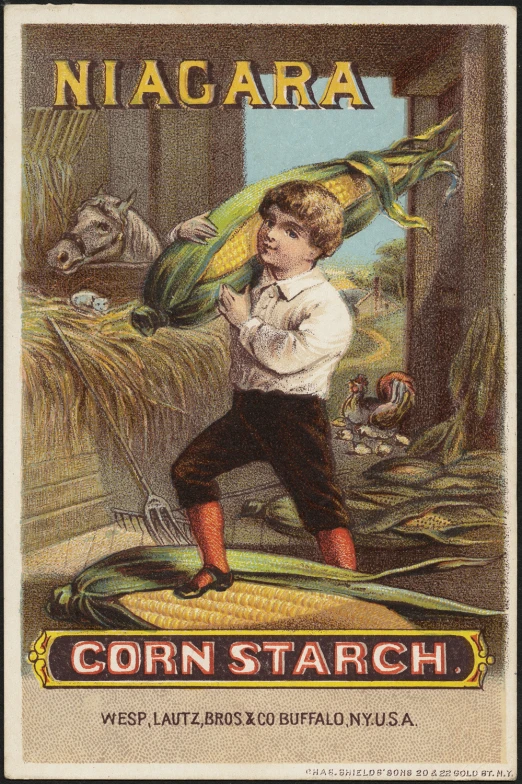 an old fashioned image of a  flying with corn in his mouth