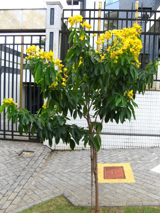 a tree in front of a fence with yellow flowers