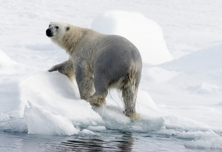 a polar bear standing on top of an iceberg