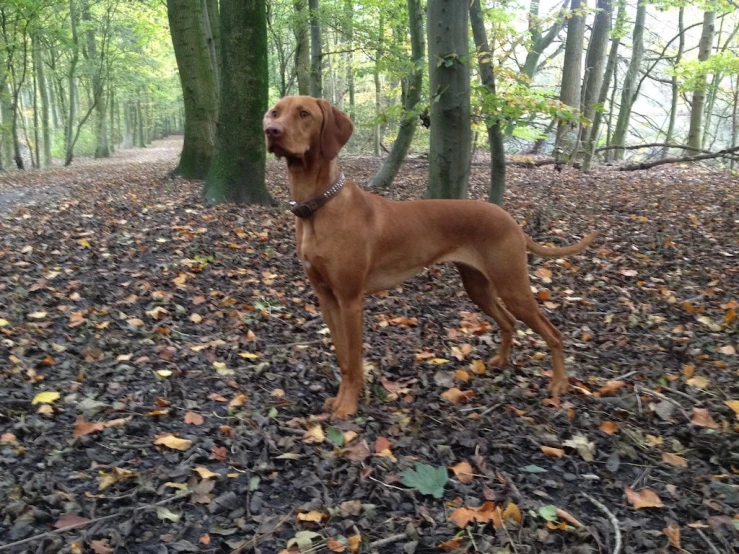 a dog standing in leaves with trees in the background