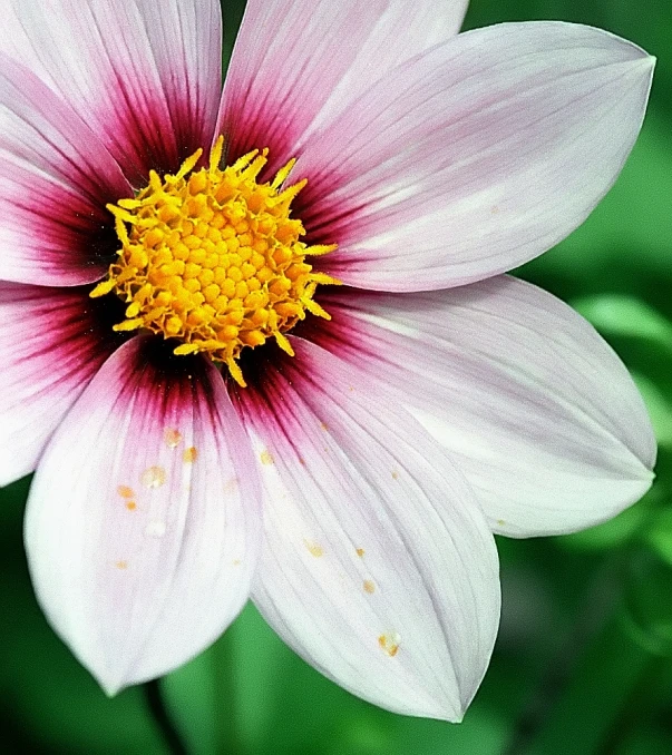 a closeup po of a pink flower on the stem