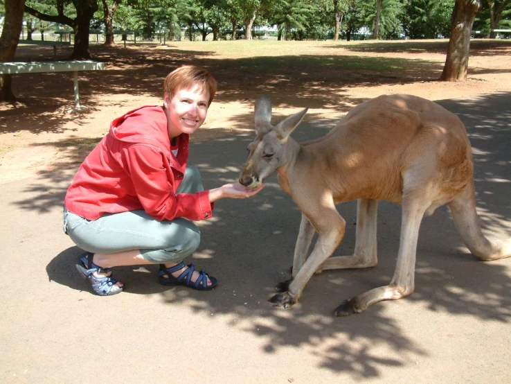 a kangaroo and a woman hold out their hands to pet it