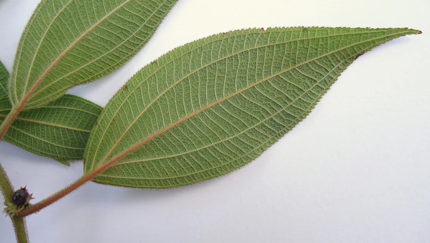 two large leaves sit next to one another