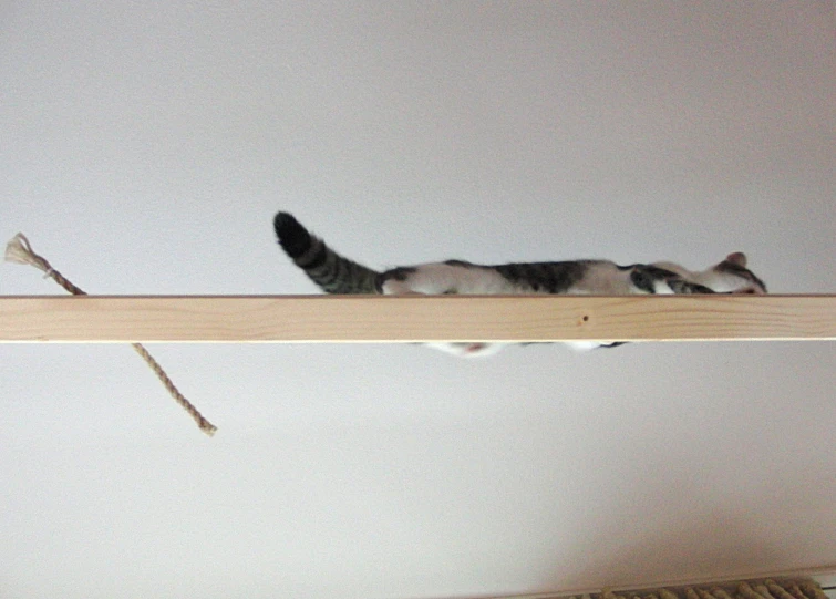 the cat is standing up and on top of the wooden rail