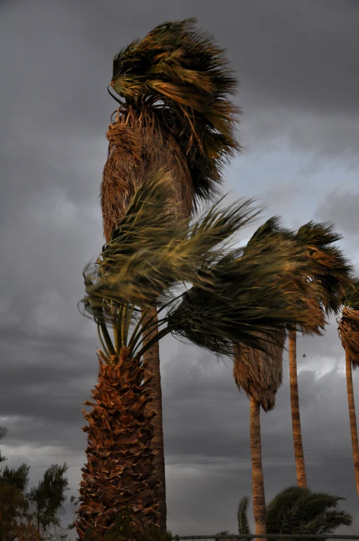 a number of palm trees on a cloudy day