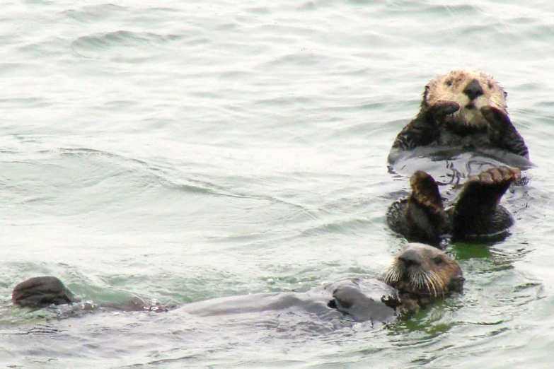 two otters one holding the front end of his body while the other watches